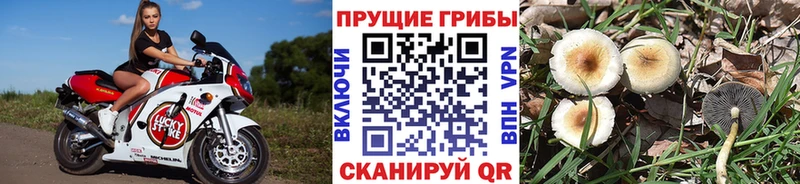 Галлюциногенные грибы мицелий купить наркоту Шахты